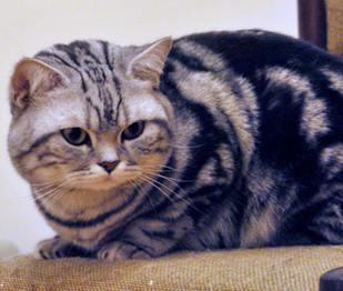 Jakub Divoký Anděl